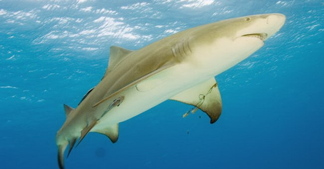 The startling discovery of lemon shark