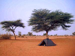The steppe climate