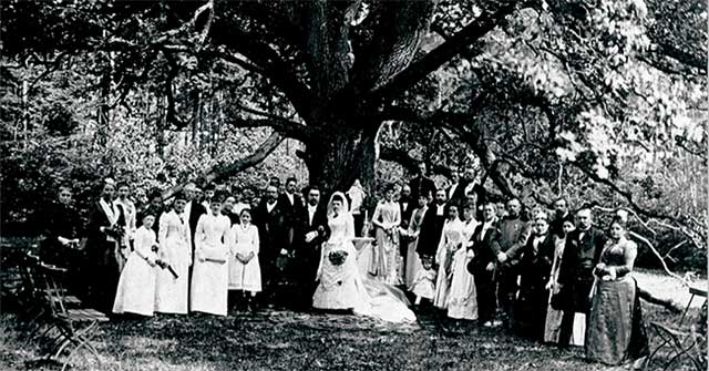 The story of ancient oak 'matchmaking' for 100 lovers but is always lonely