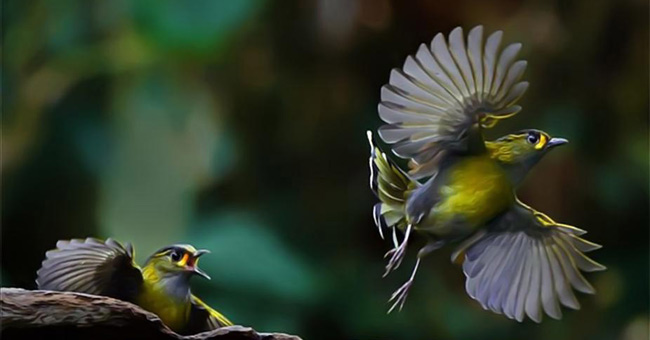 The story of birds