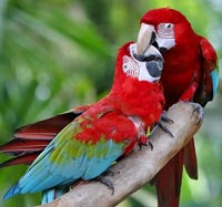 The story of the animals