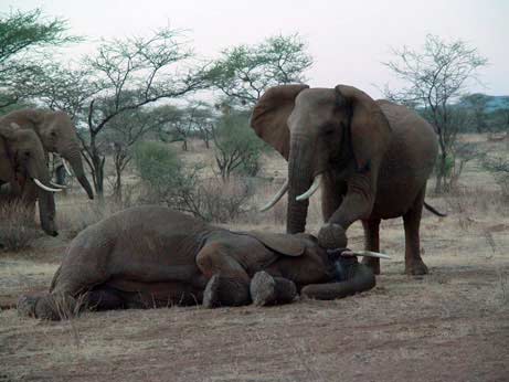 The story of the elephant's compassion