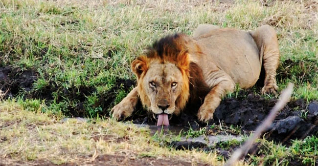 The story of the lioness Elsa and the struggle to prevent wildlife hunters