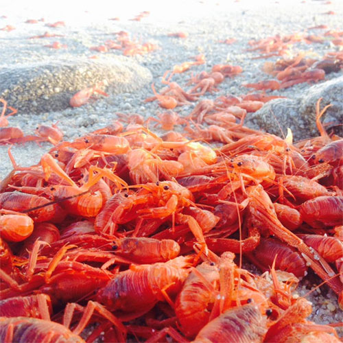 The stranded crab dyes red the California coast