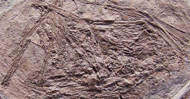 The strange ancient species can fly right from birth?