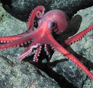 The strange anti-cold way of Antarctic octopus