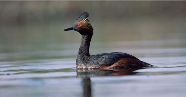 The strange attraction of wildlife at autumn