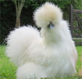The strange beauty of Silkie chickens looks like