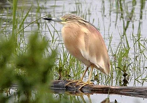 The strange bird re-exported after 141 years