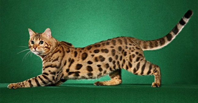 The 'strange' cats in the world