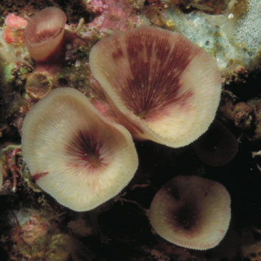 The strange coral lives in the cave