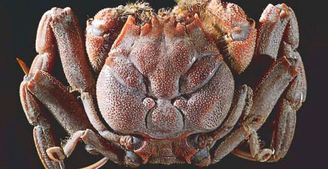 The strange crab species with apricot resembles a human face