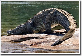 The strange digestive mechanism of alligators