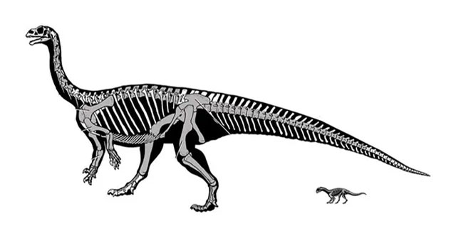 The strange dinosaur knows crawling before walking like a human