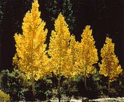 The strange disappearance of poplar trees