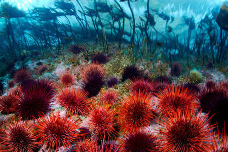 The strange eye under the sea