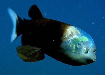 The strange fish has a penetrating head