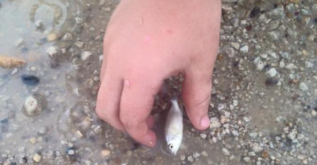 The strange 'fish rain' surprised the people