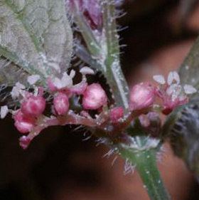 The strange flower in the cave