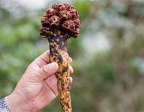 The strange flower revived after more than 20 years