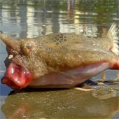 The strange frog frog hybrid drifted to the coast