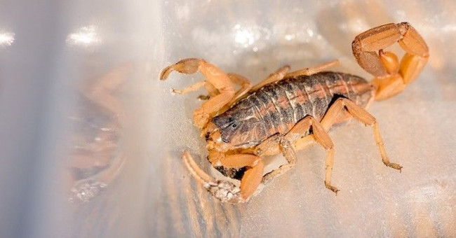 The strange head development of arthropods