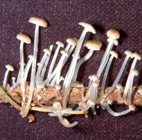 The strange mushroom glows in the dark
