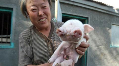 The strange pig has two snouts