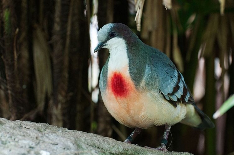 The strange pigeon with 'blood bleeding' in the chest
