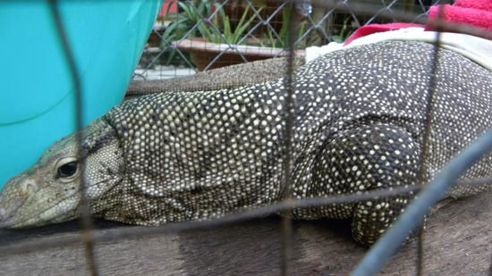 The strange reptile at Hung My Pagoda is the vein