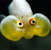 The strange sea monsters in the deep sea