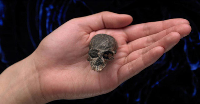 The strange skull of ancient apes reveals the secret of how the primates' brains grow