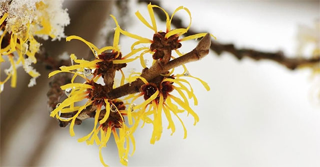 The strange tree is capable of ... shooting seeds with the force of a 19th-century gun