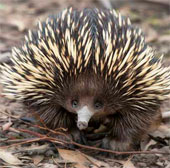 The strange, weird things of animals you don't know