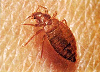 The strange world of tiny insects