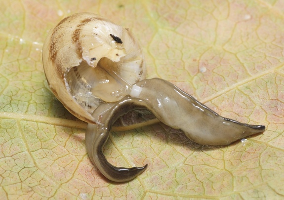 The strange worm has a mouth in the middle of the belly