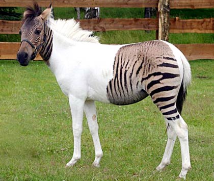 The strangest horse in the horse world