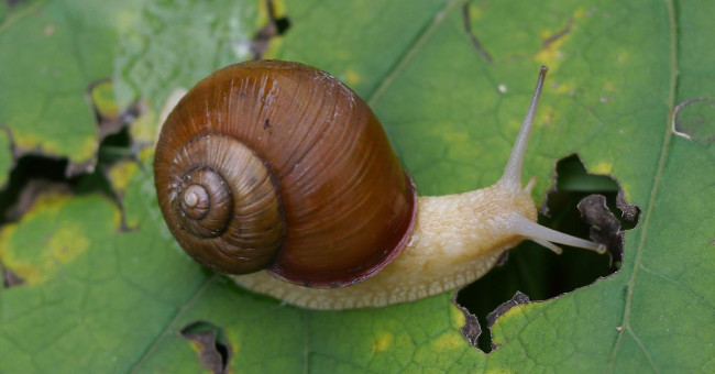 The strategy uses shells to respond to snail attacks