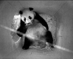 The sudden birth of a panda