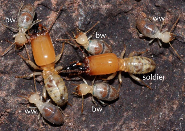 The 'suicide bombing' of the termite species