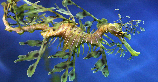 The super rare ruby ​​sea dragon rose to form for the first time in history