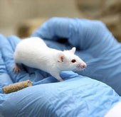 The superior gnawing secret of rats