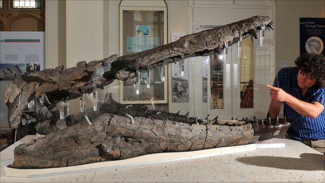The surface of the world's most dangerous carnivore