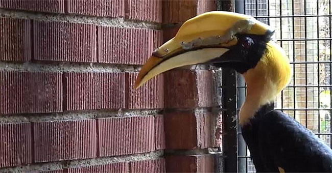 The surgery replaced the mine to save the scarlet bird from cancer
