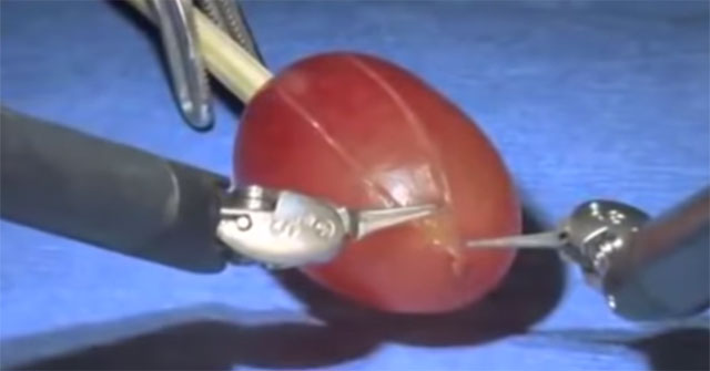 The surgical robot shows off its incredible abilities by pecking ... a grape!