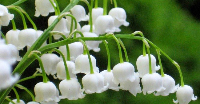 The surprise about the world's most fragrant orchids