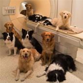 The surprising resemblance between the human brain and the dog