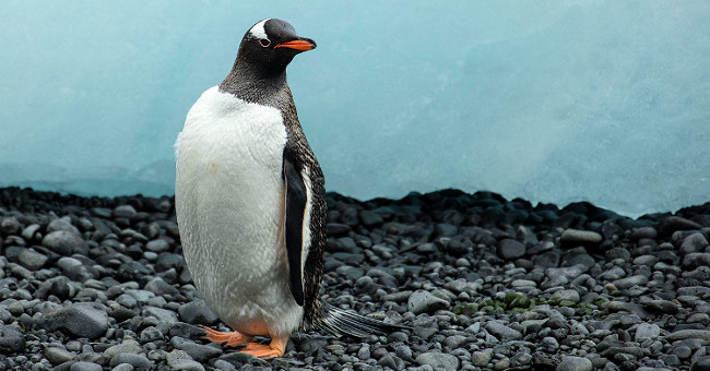 The surprising truth about Gentoo penguins