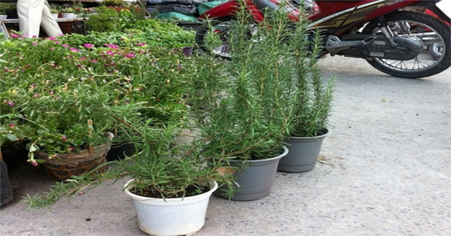 The surprising truth about herbs