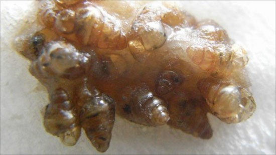 The survival secret of Japanese snails
